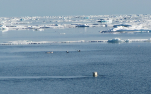 Polar bear. By Mirjam S. Glessmer