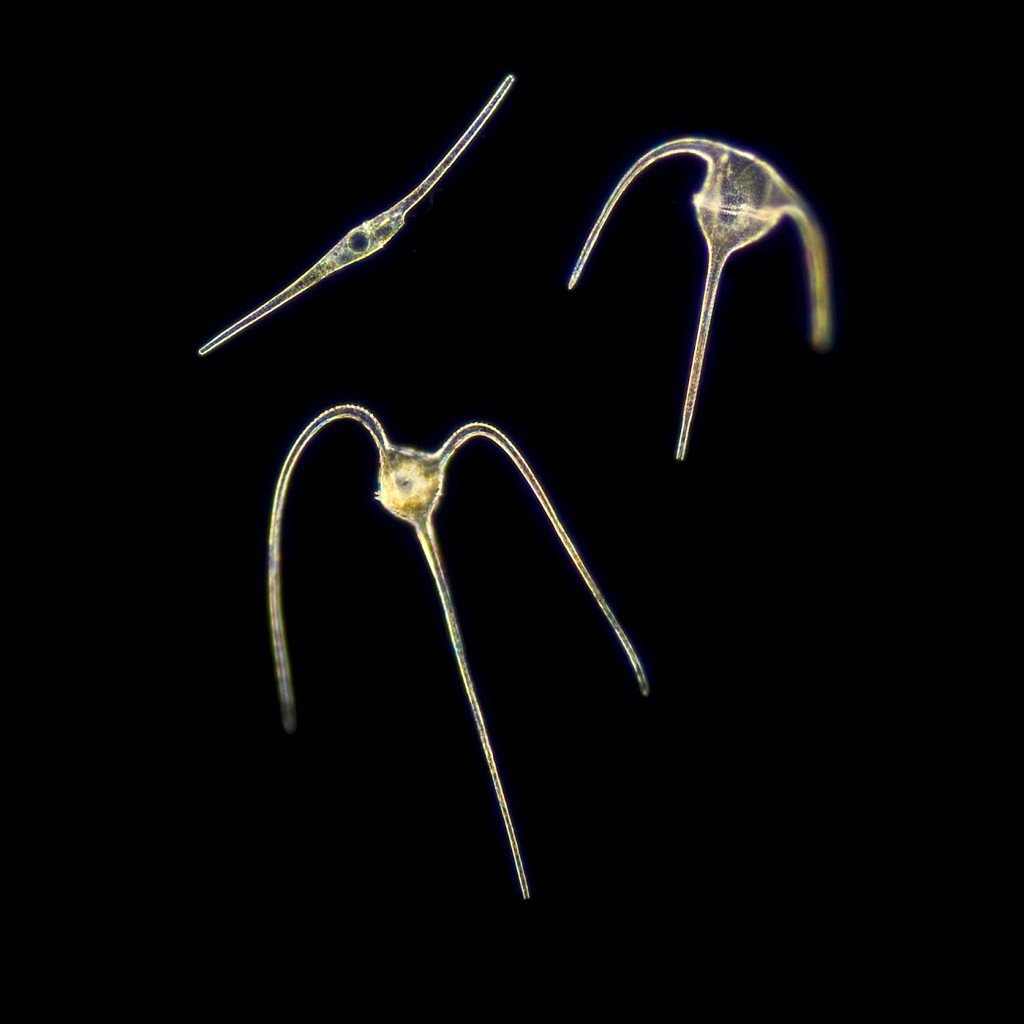 Plankton Archives Adventures In Oceanography And Teaching
