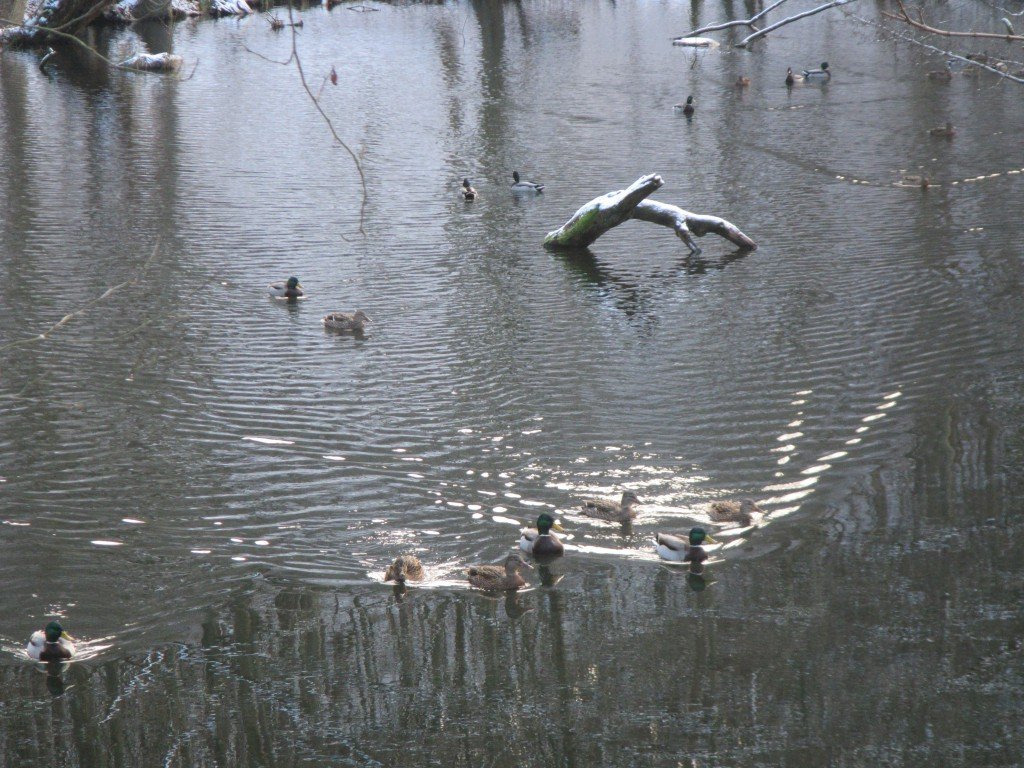 Duck Riding Currents weir Archives - Adventures in Oceanography and Teaching