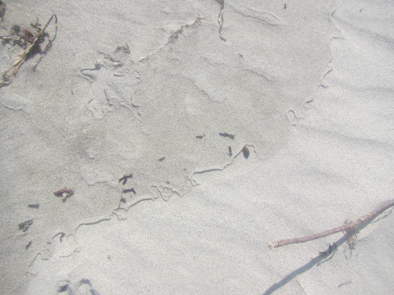 Traces in the sand - Adventures in Oceanography and Teaching