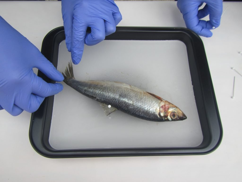 teacher training Archives - Adventures in Oceanography and Teaching