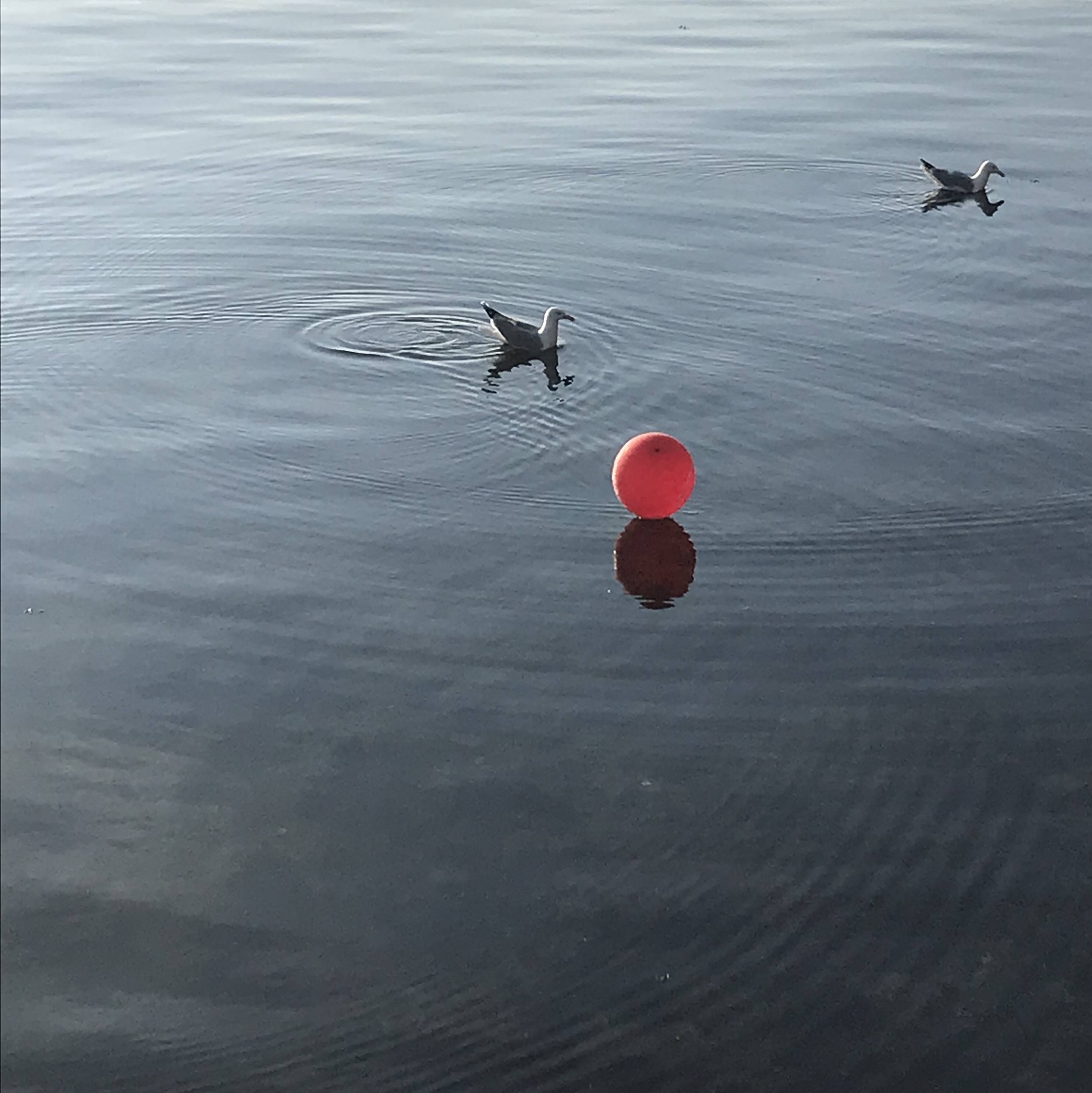 Bobber Floating on Water with Ripples Stock Image - Image of