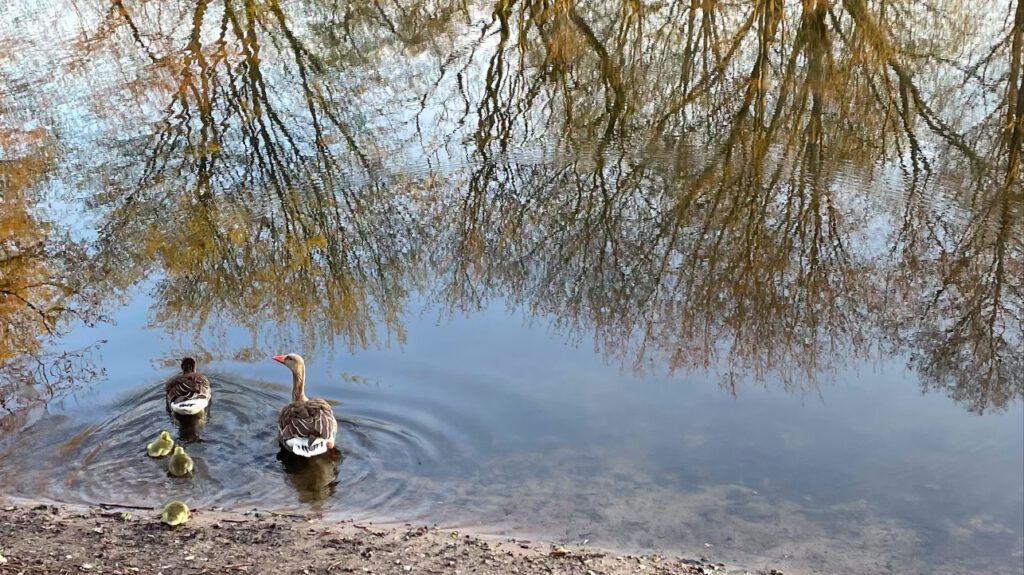 Baby geese Adventures in Oceanography and Teaching