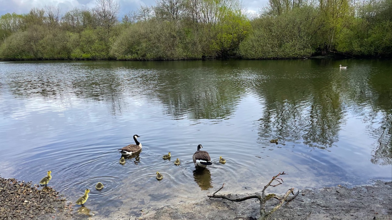 More cute baby geese making waves! - Adventures in Oceanography and ...