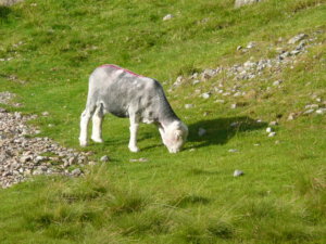 From colleagues working with supervised machine learning, I learned that one of the classic machine learning fails involves sheep: one thinks one's trained the computer to recognise sheep, but what it's actually learned to do is recognise fields (green backgrounds). Since I didn't take any photos while out in the snow yesterday, I've dug out a photo of a Herdwick ewe grazing on the east side of Wasdale (Cumbria, UK) on a fine August evening in 2011.